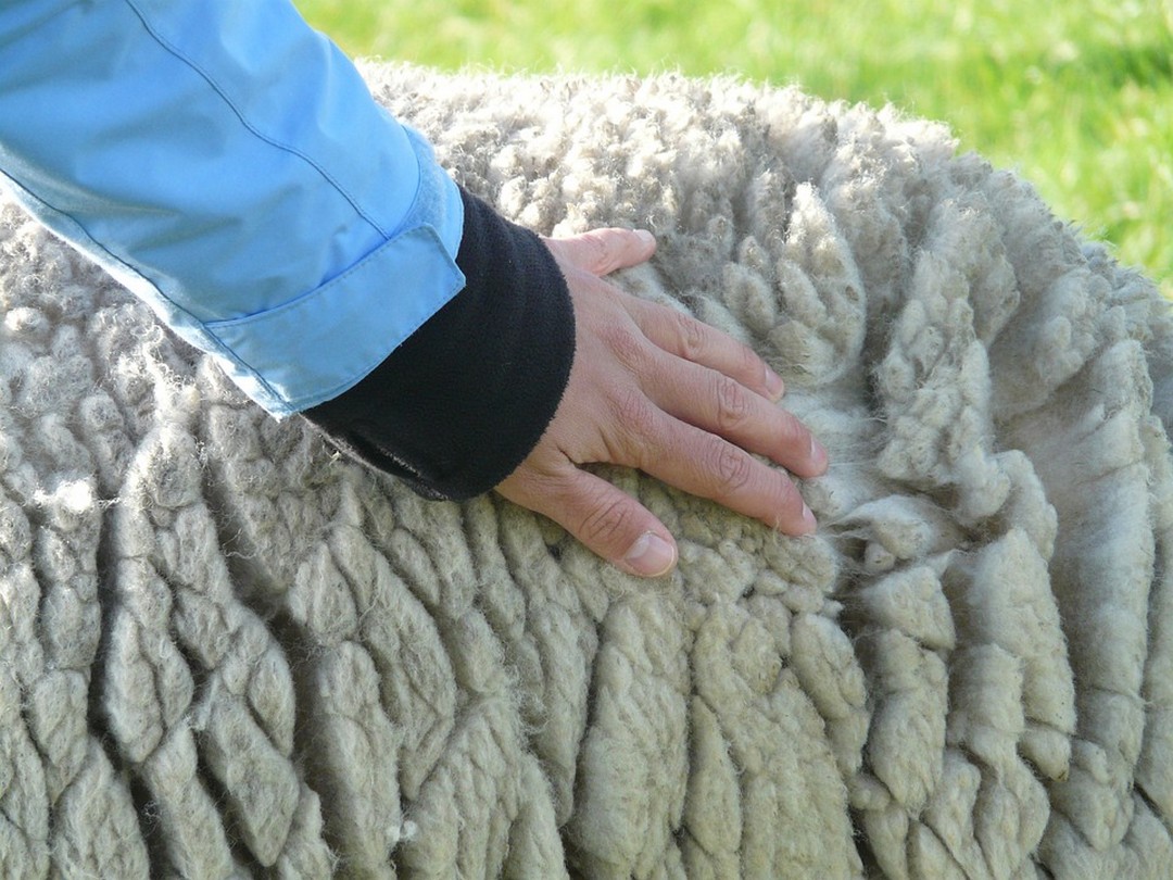 Isolant thermique en laine de mouton